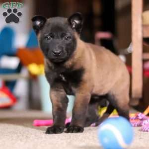 Dixie, Belgian Malinois Puppy